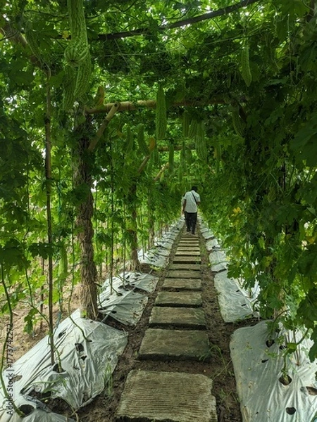 Obraz Pathway on agricultural