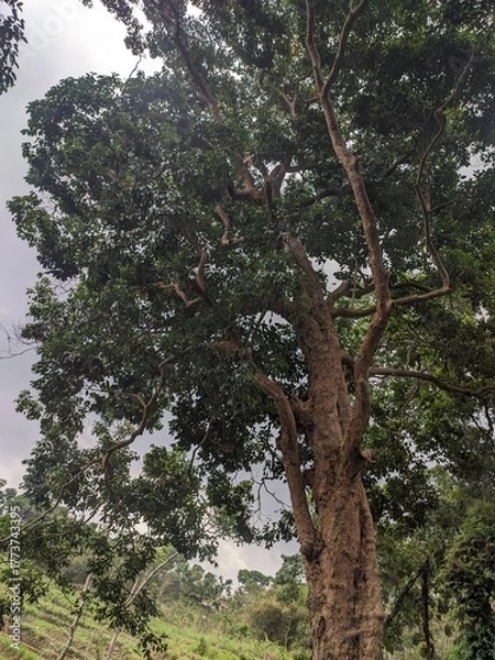 Obraz big tree in the forest