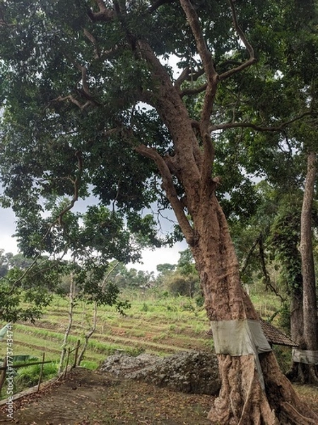 Obraz big tree in the forest