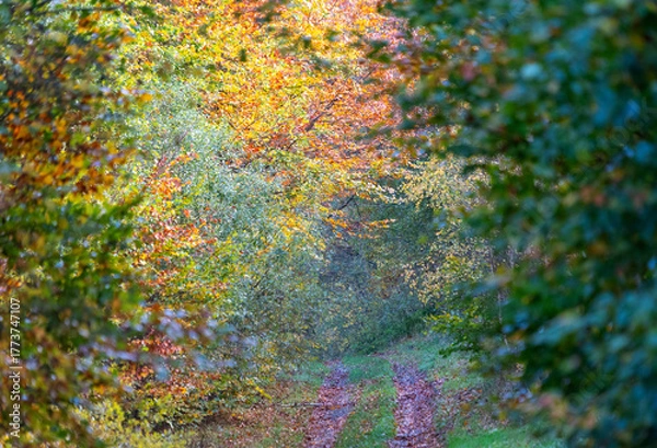 Obraz A forest path in autumn