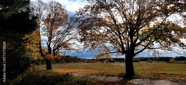 Obraz sunset in the forest