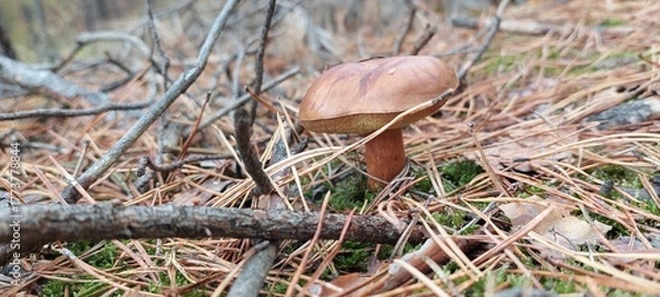 Obraz mushroom in the forest
