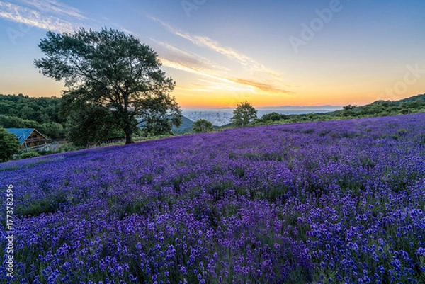 Obraz 北海道　ラベンダー　札幌　朝日　紫　夏　日の出