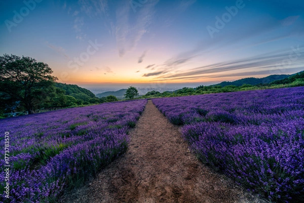 Obraz 北海道　ラベンダー　札幌　朝日　紫　夏　日の出