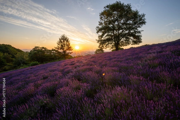Obraz 北海道　ラベンダー　札幌　朝日　紫　夏　日の出