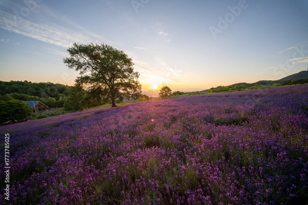 Obraz 北海道　ラベンダー　札幌　朝日　紫　夏　日の出