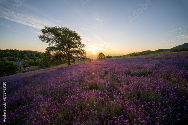 Obraz 北海道　ラベンダー　札幌　朝日　紫　夏　日の出