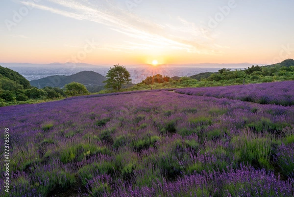 Obraz 北海道　ラベンダー　札幌　朝日　紫　夏　日の出