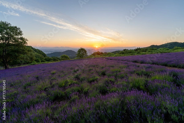 Obraz 北海道　ラベンダー　札幌　朝日　紫　夏　日の出