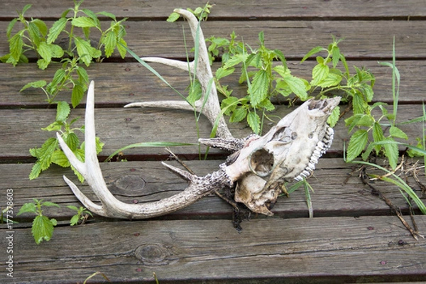 Obraz Deer Skull