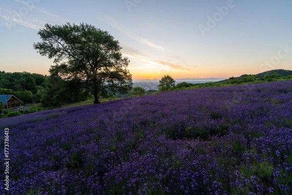 Obraz 北海道　ラベンダー　札幌　朝日　紫　夏　日の出