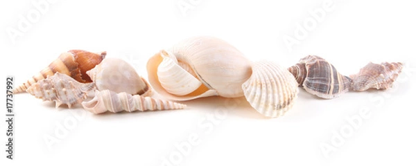 Obraz Sea shells