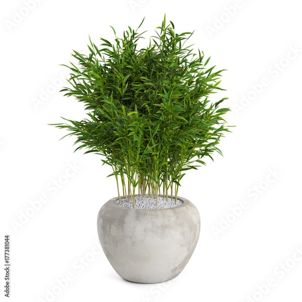 Obraz Decorative Bamboo Muriel tree isolated on white background. 3D Rendering.