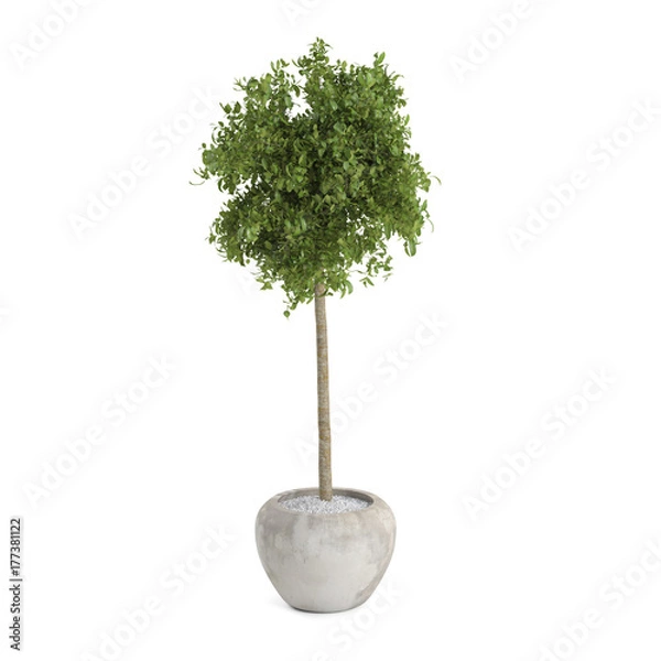 Obraz Decorative Bay Laurel tree isolated on white background. 3D Rendering.