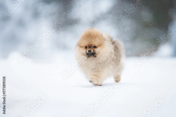 Obraz red pomeranian spitz puppy walking outdoors in winter