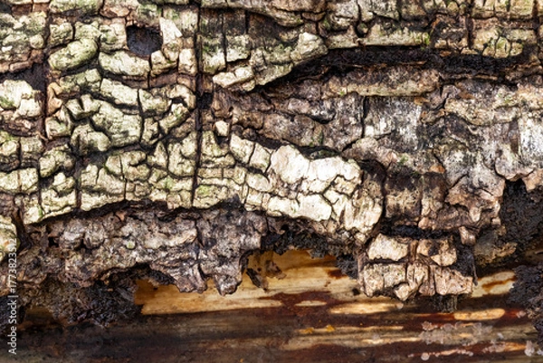 Obraz Background with old birch bark.