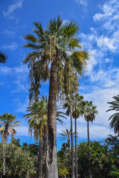 Obraz palm trees on a blue sky background