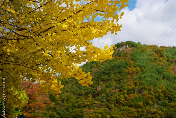 Fototapeta 黄金色に輝くイチョウの葉と緑の山々、秋の景色
