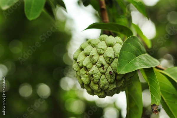 Fototapeta selective focus of green custard apple fruit on tree. Close-up of custard apples growing on a tree. Custard apple tropical exotic fruit. Sugar Apple, Annona, sweetsop. branch of tree on natural.
