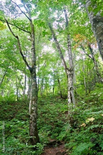 Fototapeta 白神山地　世界遺産の径　ブナ林散策道