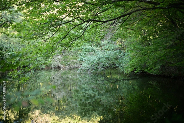 Obraz 夏の終わり　池の水面に映った緑色の木々