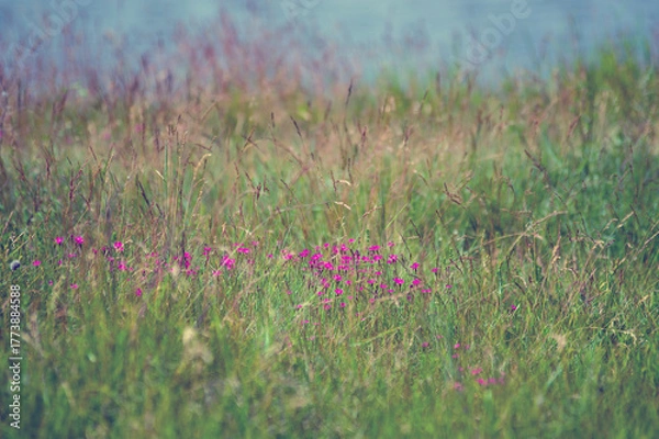 Obraz Kompozycja roślinna łąka różowe kwiaty trawy	
