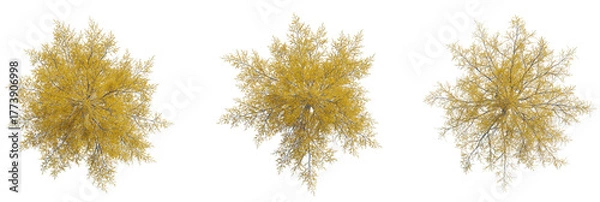 Obraz Larix laricina tree plan, top view, cutout, transparent background, isolate, Stunning autumn birch trees from above, ready for landscape design plans