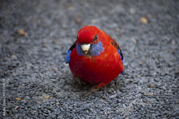 Obraz A Curious Visitor