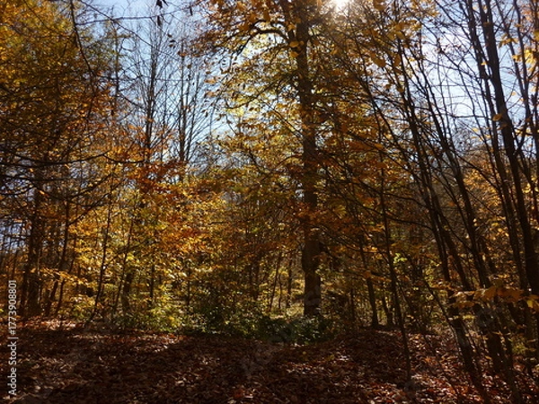 Obraz Autumn in the forest