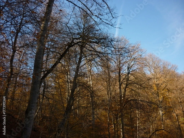 Obraz trees in autumn