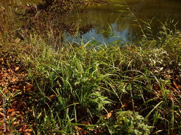 Obraz grass and water