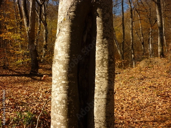 Obraz autumn in the park