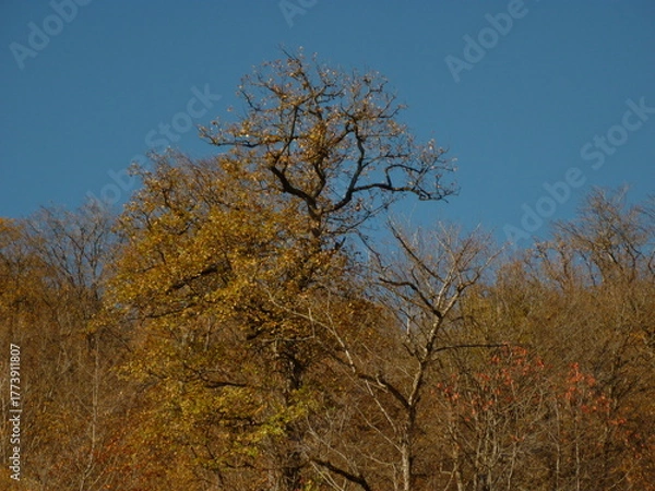 Obraz autumn trees in the park