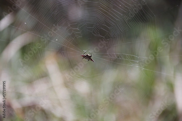Obraz Spider on its web