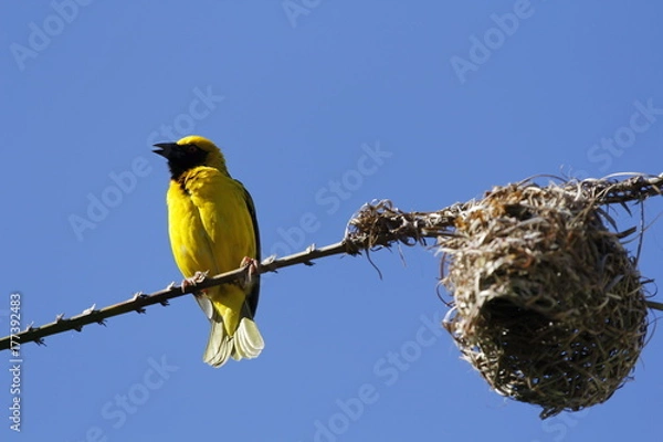 Obraz Proud nest maker