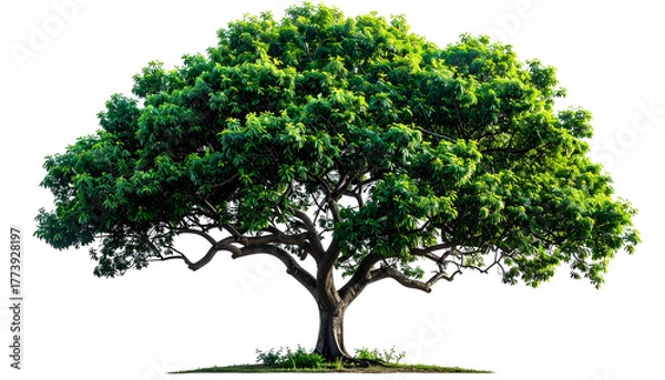 Fototapeta A lush green tree with a wide canopy, isolated on a transparent background