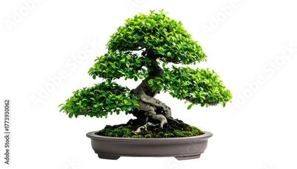 Fototapeta A vibrant bonsai tree, intricately shaped, thrives in a shallow pot against a black backdrop