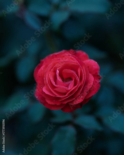 Obraz red rose in garden