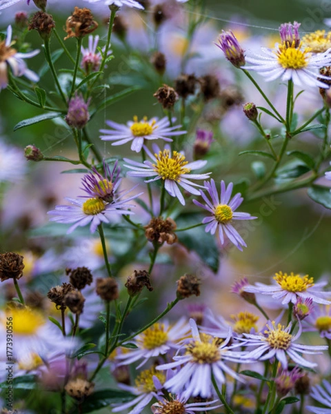 Obraz bee on a flower