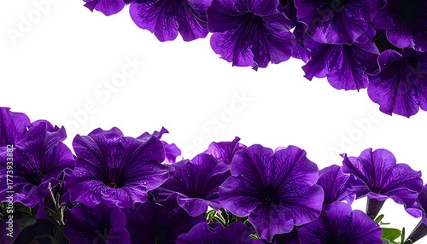 Obraz Vivid purple flowers adorn top and bottom borders, framing a black space