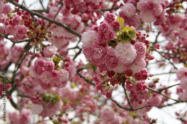 Obraz Fluffy blossoms