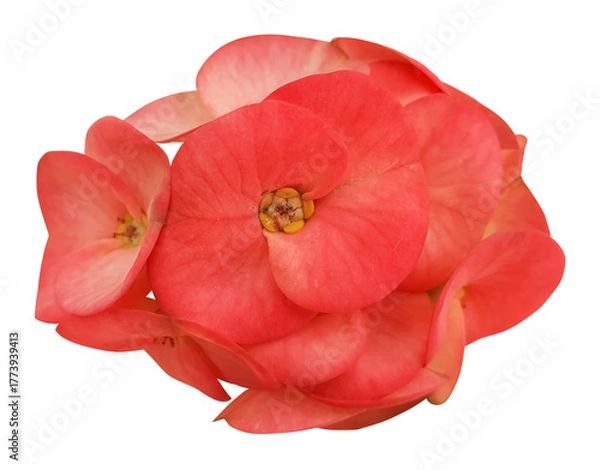 Obraz Cluster of Euphorbia milii flowers in full bloom