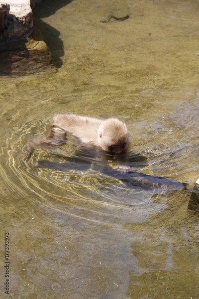 Obraz Nice little wim