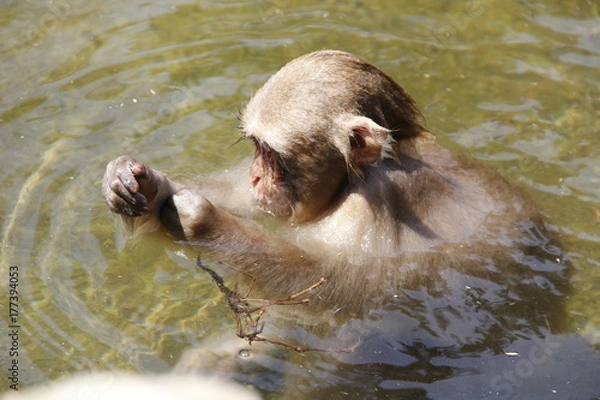 Obraz Playing with sticks
