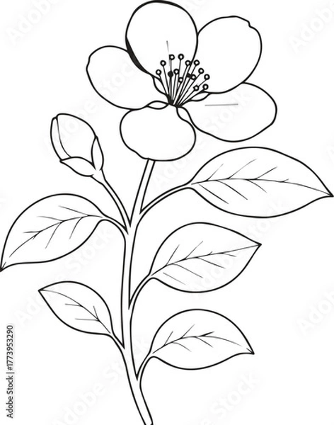 Fototapeta Cute kids coloring pages, easy quince flower, quince flower vector art, simple flower drawing, unique flowers coloring page