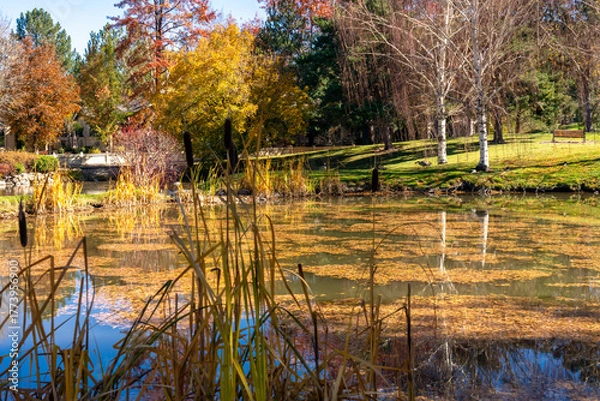 Obraz Beautiful Park located in Reno during Autumn in Northern Nevada with reflections in still water of a pond