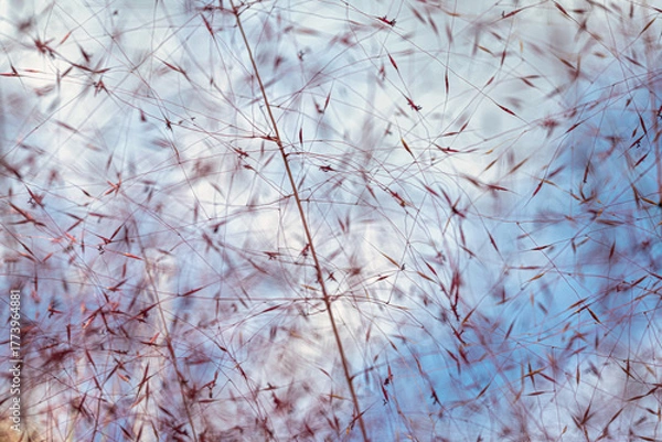 Fototapeta Airy web of purple grass against blue sky
Bright tufts of purple grass cut across the sky, creating an abstract display of natural rhythm.

