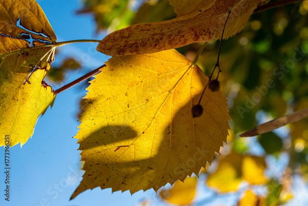 Fototapeta Yellow leaf with play of light and shadow 
Yellow autumn leaf illuminated by sunlight and surrounded by shadows reveals the warmth and transience of the season.
