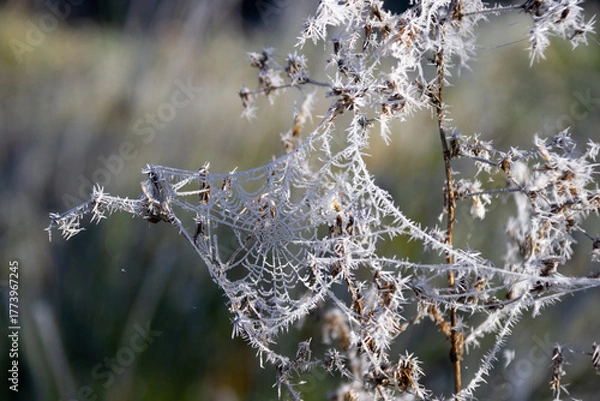 Obraz Frozen spider web on a bush. Selective focus.
