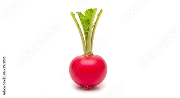 Fototapeta Fresh Red Radish with Green Leaves Isolated on White